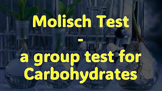 Molisch Testa group test for Carbohydrates [upl. by Olegnaid196]