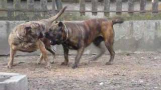 Dogo Canario quotDON PEPEquot amp mother CH MORRA XANTILAND [upl. by Liatnahs]