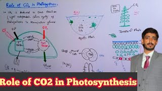 Role of CO2 in Photosynthesis Biology 11th  Chapter 11 Bioenergetics [upl. by Matlick]