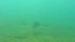 Spearfishing Salmon in the StLaurent [upl. by Kironde]