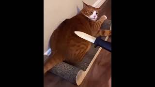 The cators 😂😂😂 cat cutekittten cuteanimal viralvideo catlover kittten cutecat viral [upl. by Cirederf]