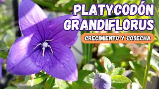 PLATYCODON GRANDIFLORUS GUÍA COMPLETA DE CUIDADOS [upl. by Udell]