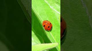 Божья Коровка лат Coccinellidae 🐞 Ladybird [upl. by Riada]