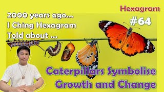 I Ching Hexagram No 64 Told That Caterpillars Symbolise Growth and Change [upl. by Morril626]