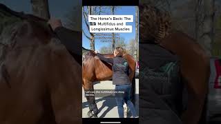 2 Important Muscles in a Horses Back The Longissimus and Multifidus Muscles [upl. by Fine245]