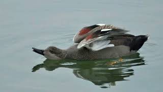 Gadwall duck sound call and pictures volcanoofbeauty5481 [upl. by Dumanian950]