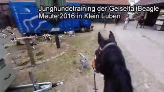 Junghundetraining 2016 [upl. by Feerahs]