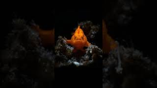 Frogfish camouflage oceanfact shorts frogfish [upl. by Iaverne]