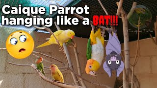 Caique Parrot Hanging like a BAT  Lutino Indian Ringneck  African Love Birds [upl. by Caye535]