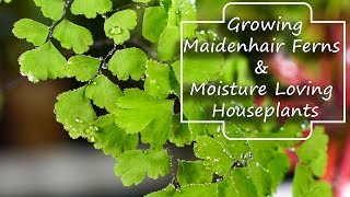 Growing Maidenhair Ferns amp Moisture Loving Houseplants  Adiantum [upl. by Derdle502]