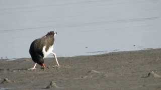 American Oystercatcher finds a clam N Siesta Key bridge [upl. by Nabe]