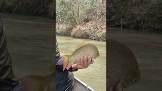 Pesca de pacu pingadinha Rio preto [upl. by Eiahpets]