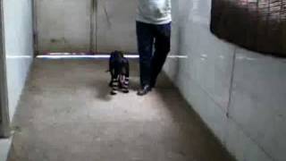 Splinting ricket case bending of front legs in dogwmv [upl. by Intirb563]