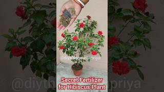 Secret fertilizer for Hibiscus plant  Hibiscus not blooming hibiscusfertilizer shorts gardening [upl. by Sumedocin]