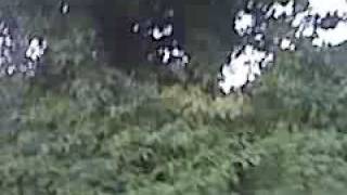 Bigfoot Caught on video in Missouri [upl. by Ayhdnas182]