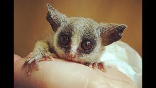 Senegal GalagoSenegal bushbaby  Cute Tiny Monkey [upl. by Eurydice434]