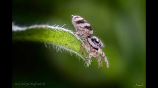 Die Zebraspringspinne Salticus scenicus  ein entspanntes Artporträt [upl. by Ahsiym285]