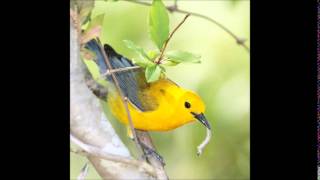 Prothonotary Warbler Song [upl. by Eniwtna]