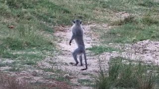 A vervet monkey at Tembe Elephant Park  africam  exploreorg [upl. by Jecho]