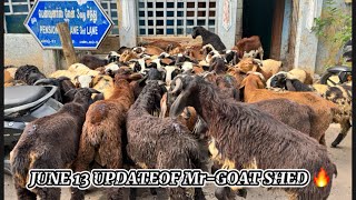 BAKRID UPDATED JUNE 13 2024 … mohd goatgoat mrgoat goat comedy [upl. by Ordnael]