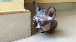 Bambino cat  munchkin sphynx cat 🤣 walking so cool  Sphynx Kittens [upl. by Spiers]