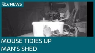 Mouse captured on camera tidying up mans shed ITV News [upl. by Eigla877]