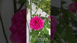 Last of the first flush for Gertrude Jekyll climbing rose David Austin roses gardeningvideos [upl. by Airekahs]