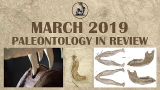 New Paleontology Discoveries March 2019 [upl. by Stubbs]