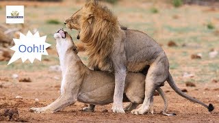 Where in East Africa is the best place to see animals MATING while on wildlife safari Maasai Mara [upl. by Dyke]