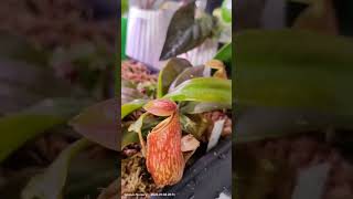 Carnivorous Plants BogPot carnivorous nepenthes drosera sundew carnivorousplants pitcherplants [upl. by Aennil]