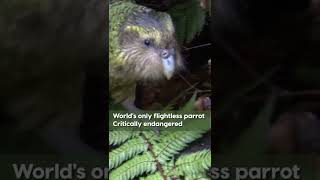 Kakapo Parrot  New Zealands endemic amp endangered  shorts KakapoParrot AnimalPlanetIndia [upl. by Bobette]