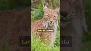 El Lince Cazador Silencioso en Peligro 🐱 lince felinos bosque fypシ゚viral peligrodeextincion [upl. by Atteselrahc]