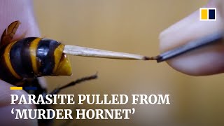 Japanese man performs surgery on giant ‘murder hornet’ by pulling a parasite from its stomach [upl. by Ashraf]