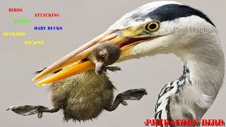 Heron feeding on baby waterbirds in a compilation of images [upl. by Ahsikat491]