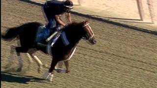 Ill Have Another gallops at Belmont Park  June 1 [upl. by Nnairet]