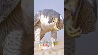 Peregrine falcon  The words fastest animal [upl. by Oneg]