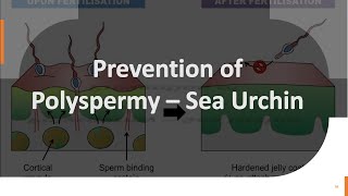 Sea Urchin Fertilization Part 3 Prevention of Polyspermy – in Sea Urchin [upl. by Okimuy]