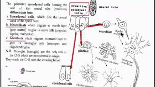 Nervous System 3 Histogenesis of the Spinl Cord [upl. by Acinoev]