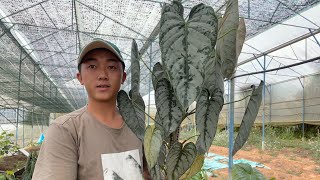 Philodendron Brandtianum  tropical leaf garden  sdt amp zalo 0972273174 [upl. by Nanyk]