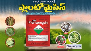 Plantomycin uses in telugu  plantomycin fungicide dose  plantomycin price [upl. by Ettenay]