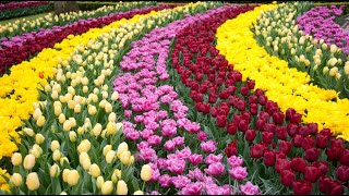 🌷🌹DER KEUKENHOF IN HOLLAND💐🌷  Der wohl schönste und bunteste FrühlingsBlumenPark der Welt TEIL 1 [upl. by Lienet470]