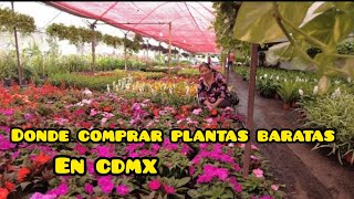 Mercado de Plantas cuemanco \ Xochimilco  🌹🌻🍀 [upl. by Pampuch869]