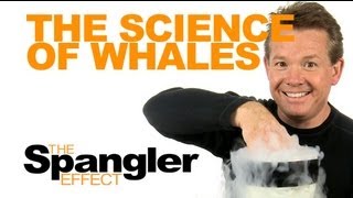 The Spangler Effect  The Science of Whales Season 01 Episode 20 [upl. by Champagne]