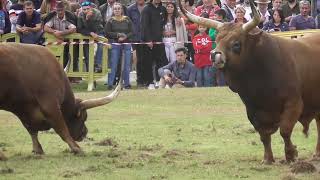 2° Chega de Bois Feira de São Miguel Cabeceiras de Basto 2022 [upl. by Eihcra]