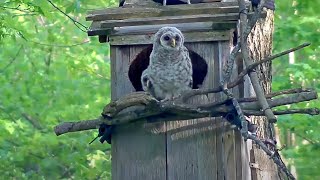 Eldest Owlet quotMidnightquot Branches After Encouragement From Mom  WBU Barred Owl Cam – May 1 2024 [upl. by Ashok26]