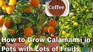 6 Steps to Whole Year Round Fruiting of Calamansi or Calamondin in Pots [upl. by Nanete449]