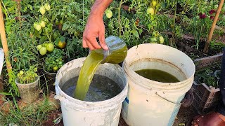 Making your own tomato fertilizer strong natural recipes for a great crop [upl. by Nayrda209]