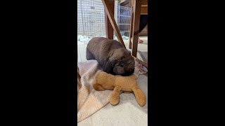 Leopold the Lop Eared Bunny eating pellets [upl. by Holly-Anne]