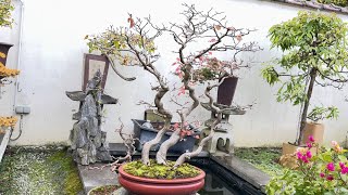 Pruning and trimming a Carpinus laxiflora [upl. by Ladnor]