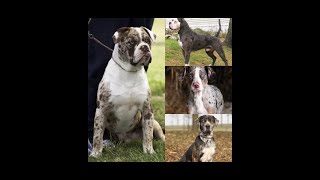 ALAPAHA BLUE BLOOD BULLDOGS IS A BREED THAT IS EXTINCT ALAPAHA BLUE BLOOD BULLDOGS HISTORY [upl. by Frayda]